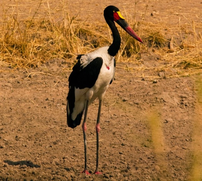 Marloth Park 