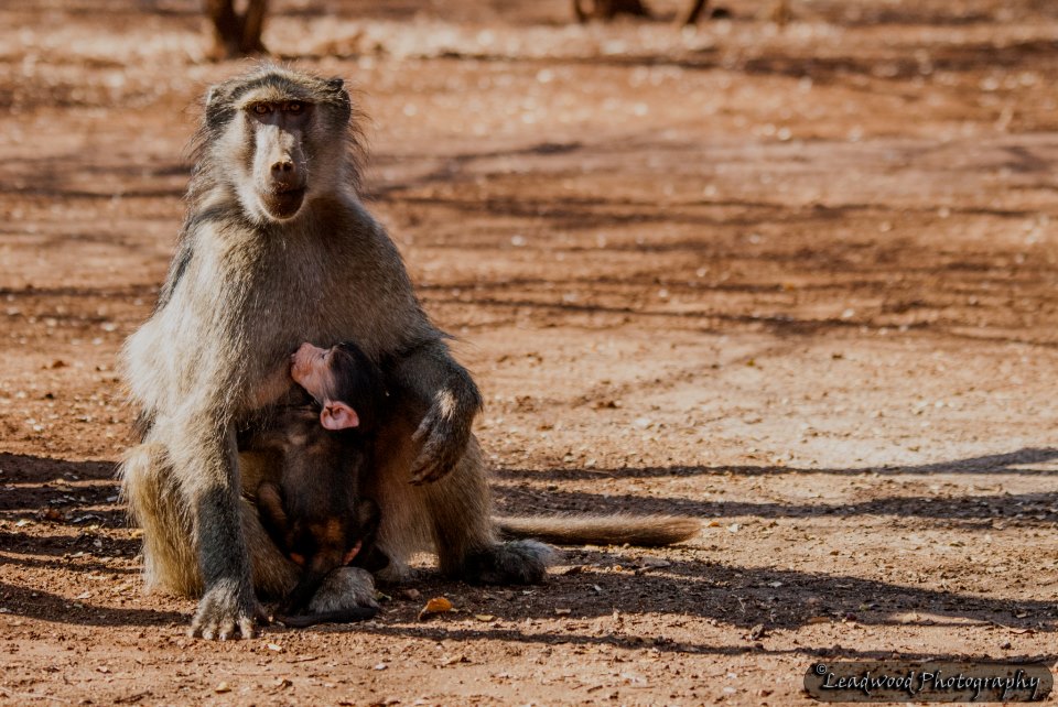 Marloth Park 