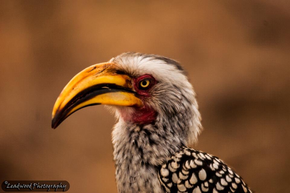 Marloth Park 