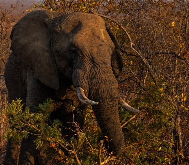 Marloth Park 