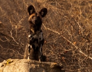 Marloth Park 