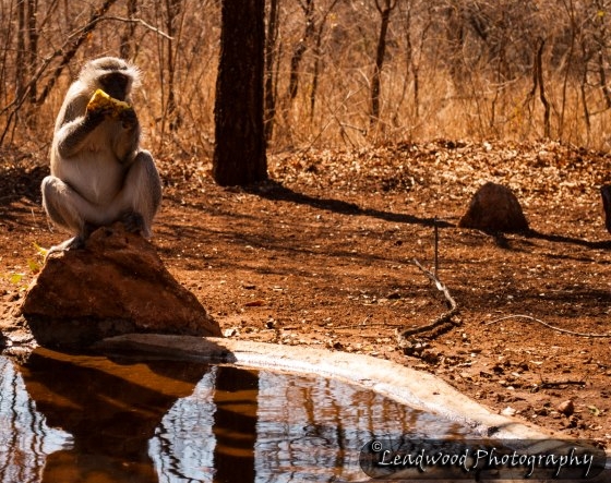 Marloth Park 