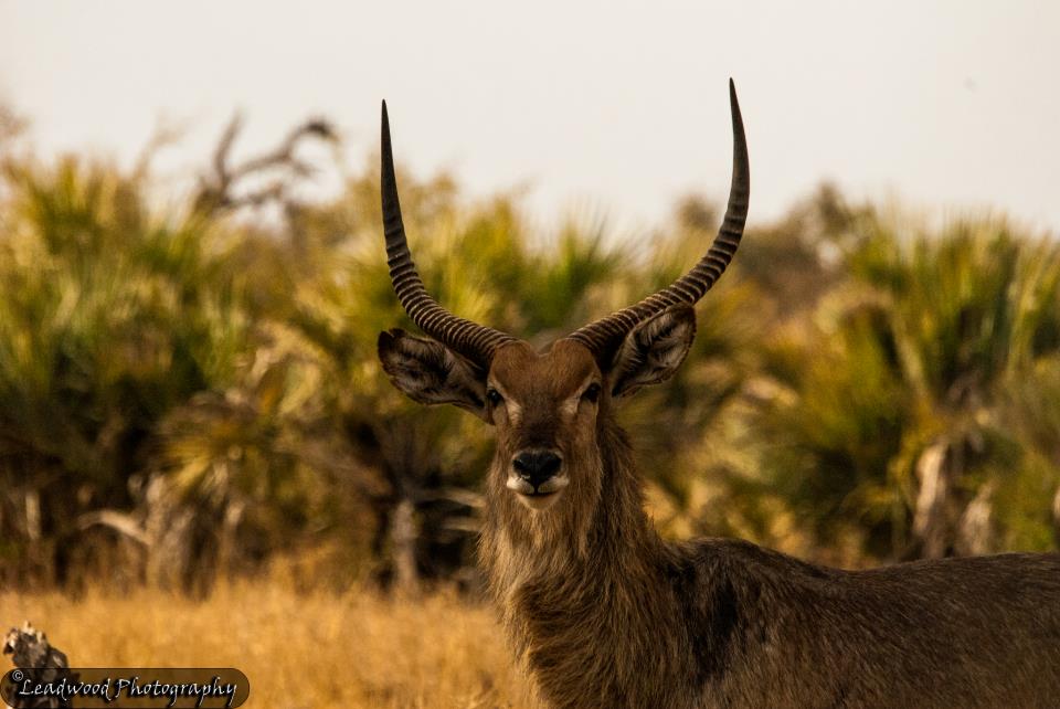 Marloth Park 