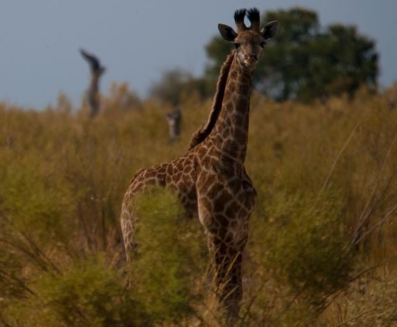 Marloth Park Marlothi Safari Park