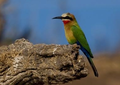 Marloth Park 